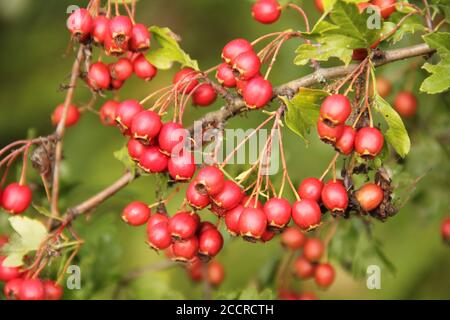 Branch of fresh ripe red hawthorn berries with green leaves in the background of nature Stock Photo