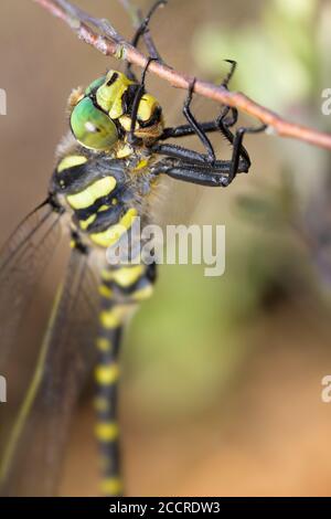 Macro Head Shot Of A Golden Ringed Dragonfly, Cordulegaster boltonii, Hanging Onto A Branch With Its Front Legs.  UK Stock Photo