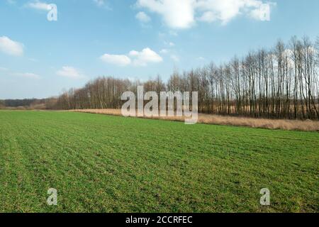 Green field and trees in a row without leaves Stock Photo