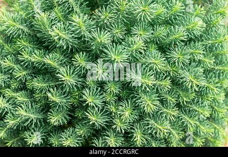 Background from a green Christmas tree, soft needles on coniferous branches Stock Photo
