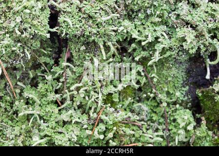Hypogymnia physodes lichen on tree twig macro Stock Photo