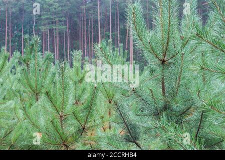 young pine trees plantation in forest Stock Photo