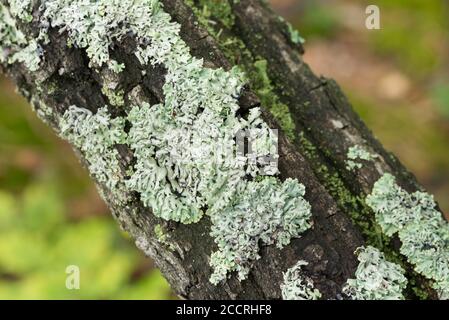 Hypogymnia physodes lichen on tree twig macro Stock Photo