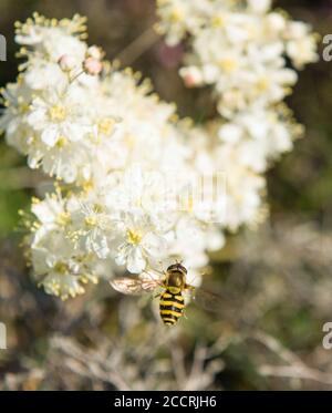 Common Hoverfly Scout Scar Lake District Stock Photo