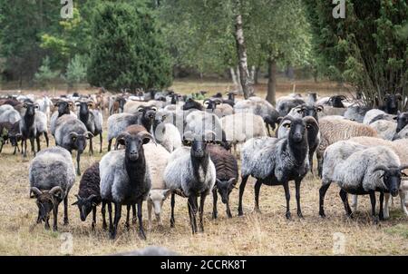 Herd of Heidschnucken, the typical breed of sheep in the Luneburg Heather in Niedersachsen, Germany Stock Photo