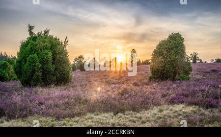 landscape with blooming erica in the Luneburg heather near Wilsede Mountain, Niedersachsen, Germany, landscape Stock Photo