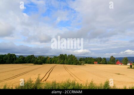 GARDEMOEN, NORWAY - 2017 AUGUST 20. Trace of the track from the tractor in the wheat field. Stock Photo