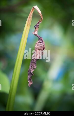 The dead dried out remains of an Arum Lily flower. Stock Photo