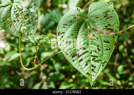 Orlando Florida,Lake Lawsona Historic District,Dickson Azalea Park,Carl T. Langford Park,Rosearden Drive,public park,vegetation,insect eaten leaf,visi Stock Photo