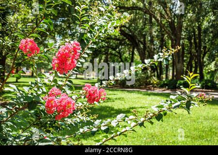 Orlando Florida,Lake Lawsona Historic District,Dickson Azalea Park,Carl T. Langford Park,Rosearden Drive,pink flowers,bush,public park green space,vis Stock Photo