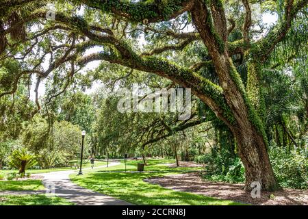 Orlando Florida,Lake Lawsona Historic District,Dickson Azalea Park,Carl T. Langford Park,Rosearden Drive,live oak tree trees,shade,vegetation,public p Stock Photo