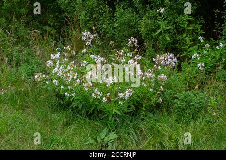 Close up of Saponaria officinalis, also called common soapwort, soapweed or Seifenkraut Stock Photo