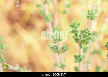 Wild fresh oregano grows in the mountains. Raw green oregano in field. Greek natural herb oregano. Stock Photo