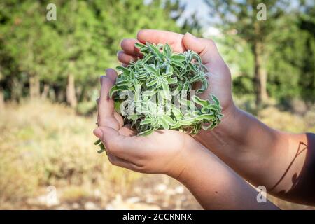 A woman holding a bouquet of raw sage in her hands. Wild Sage herb bunch. Aromatic sage plant on natural background in forest. Herbs concept. Hands ho Stock Photo
