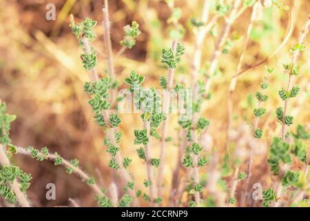 Wild fresh oregano grows in the mountains. Raw green oregano in field. Greek natural herb oregano. Stock Photo