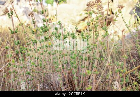 Wild oregano grows in the mountains. Raw oregano in field with blured background. Greek natural herb oregano. Green and fresh oregano flowers. Stock Photo