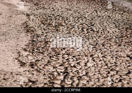 Dried slush. Texture cracked dirt. Selective focus. Macro. Stock Photo