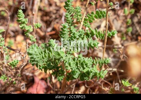 Wild oregano grows in the mountains. Raw oregano in field with blured background. Greek natural herb oregano. Green and fresh oregano flowers. Stock Photo