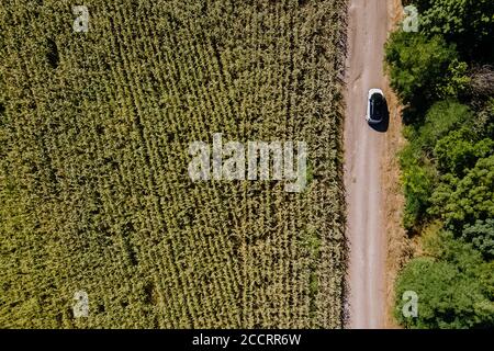 Aerial view of modern car on the road near the green corn field. Stock Photo