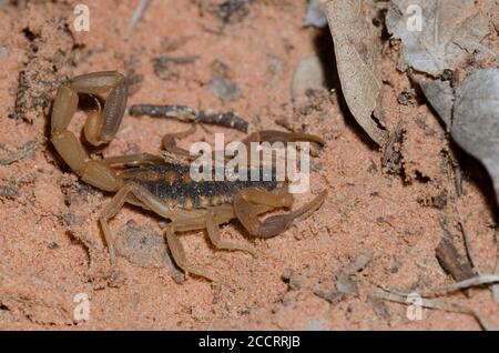 Striped Bark Scorpion, Centruroides vittatus Stock Photo