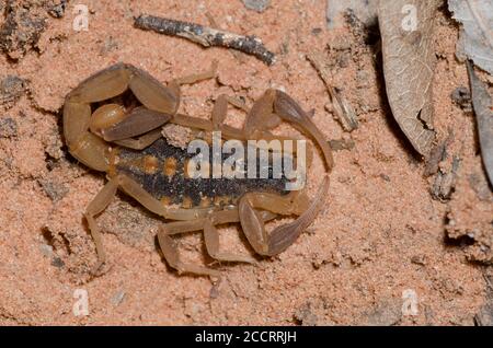 Striped Bark Scorpion, Centruroides vittatus Stock Photo