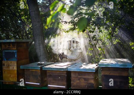 Portrait of man beekeeper working in apiary, using bee smoker. Stock Photo