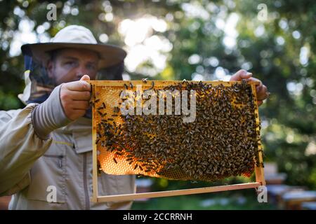 Portrait of man beekeeper holding honeycomb frame full of bees in apiary. Stock Photo