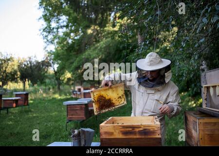 Portrait of man beekeeper holding honeycomb frame full of bees in apiary. Stock Photo