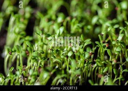 Garden cress, young plants, macro photo from above. Lepidium sativum, edible herb. Microgreen. Peppery flavor and aroma. Also called mustard and cress Stock Photo