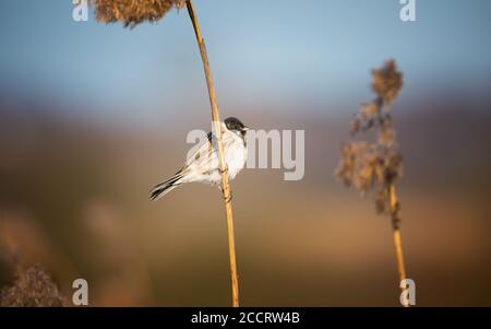 A common reed bunting Emberiza schoeniclus sings a song on a reed plume Phragmites during sunset