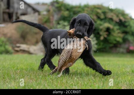 flat coated retriever puppy with cold game Stock Photo