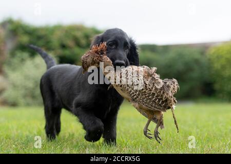 flat coated retriever puppy with cold game Stock Photo