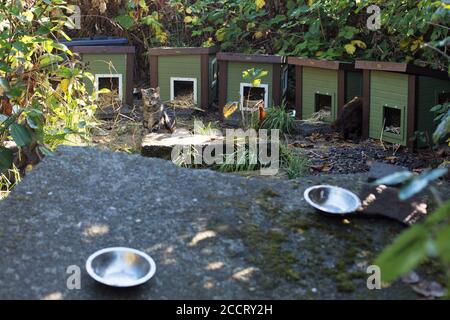 Feral Cat Colony Stock Photo - Alamy