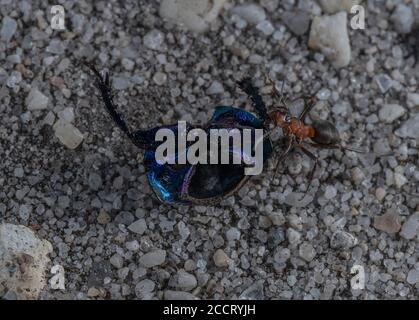 Southern Wood Ant, Formica rufa, dragging part of Dor Beetle to nest on heathland, Dorset. Stock Photo