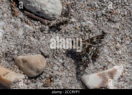 Mottled Bee Fly, Thyridanthrax fenestratus, basking on sandy soil, heathland. Parasite of Sand wasps. Dorset. Stock Photo
