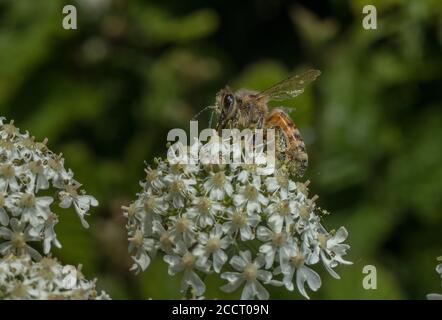 Honey-bee, Apis mellifera, feeding on hogweed, on downland, Hampshire. Stock Photo