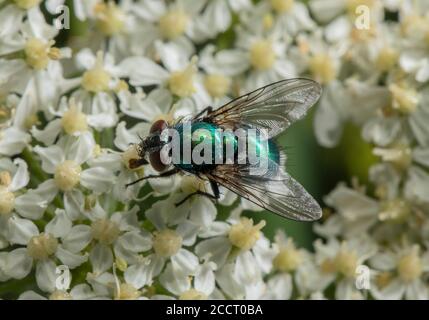 Female Greenbottle, probably Lucilia caesar, feeding on pollen and nectar. Stock Photo