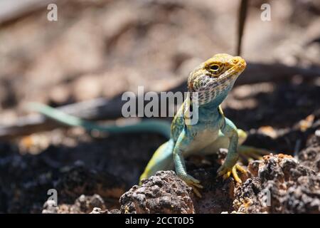 A colorful male Collared Lizard on dry soil Stock Photo