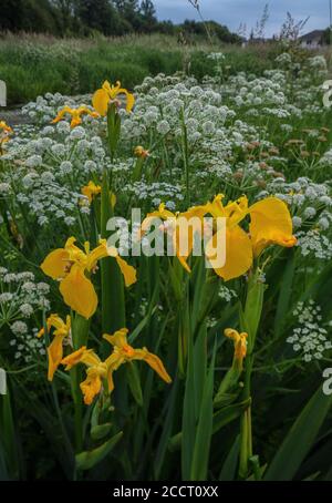 Yellow flag, Iris pseudacorus, and Hemlock Water Dropwort in full flower along the edge of the Mill Stream, part of River Avon, at Ringwood, Hants. Stock Photo