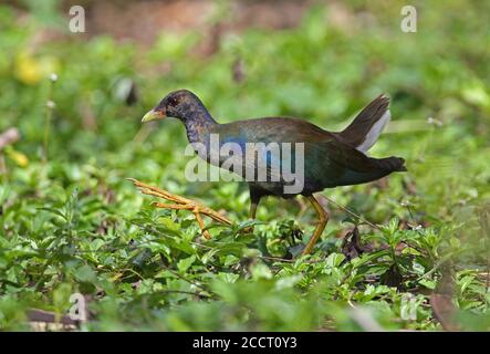 American Purple Gallinule (Porphyrio martinica) immature walking  Zepata peninsula, Cuba             March Stock Photo