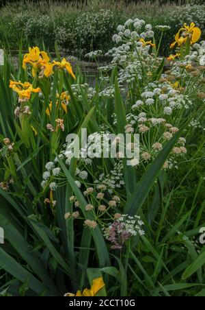 Yellow flag, Iris pseudacorus, and Hemlock Water Dropwort in full flower along the edge of the Mill Stream, part of River Avon, at Ringwood, Hants. Stock Photo