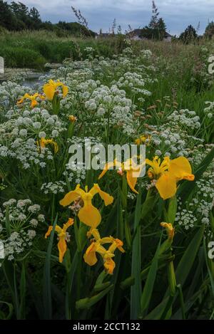 Yellow flag, Iris pseudacorus, and Hemlock Water Dropwort in full flower along the edge of the Mill Stream, part of River Avon, at Ringwood, Hants. Stock Photo