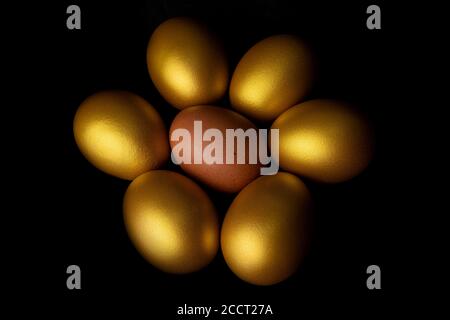 Close-up view of fresh egg chicken surrounded by gold eggs on black background Stock Photo
