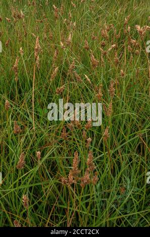 Brown sedge, Carex disticha, in flower in floodplain meadow, River Avon, Hants. Stock Photo