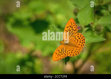 Silver-washed fritillary, an orange and black butterfly, sitting on a leaf. Sunny summer day in a meadow. Blurry green background. Stock Photo