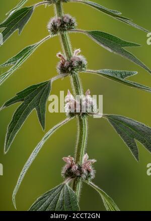 Motherwort, Leonurus cardiaca, in flower. East European. Stock Photo