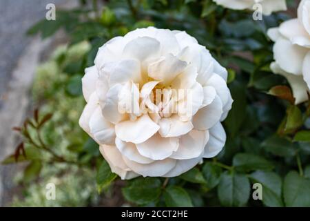 Soft focus of a white bushy rose flower against blurry greenery Stock Photo
