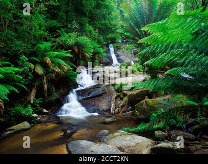 Wild free flowing stream falling over rocks weaving though the rain forests of the world.  Generic Stock Photo