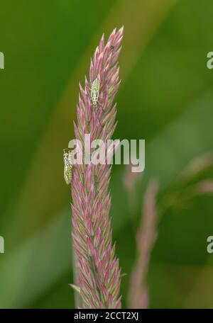 Meadow plant bug, Leptopterna dolabrata, nymphs on Yorkshire Fog grass. Stock Photo