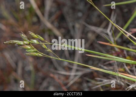 Heath-grass, Danthonia decumbens, in flower on heathland, Dorset. Stock Photo